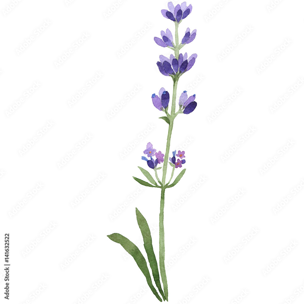 Wildflower lavender flower in a watercolor style isolated.