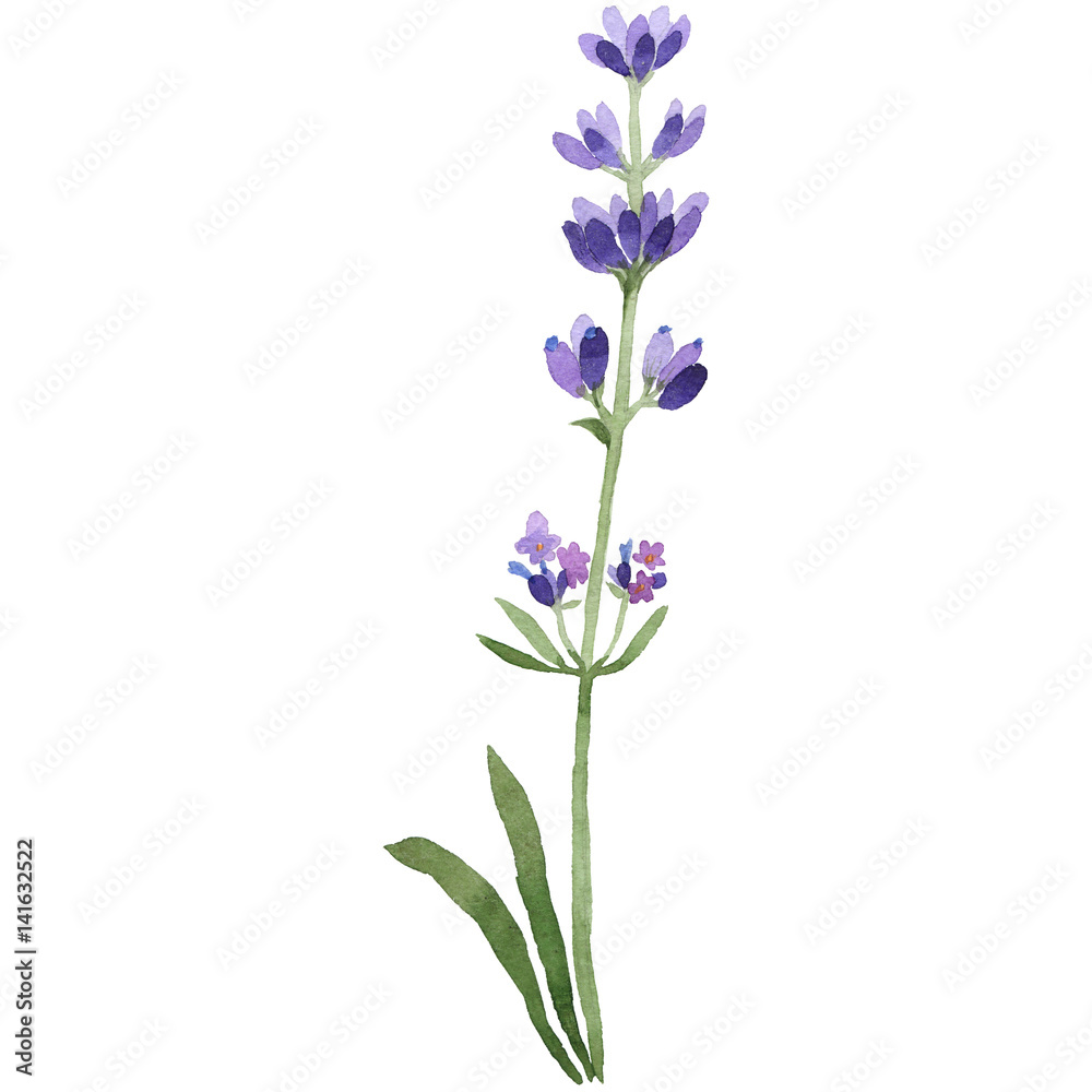 Obraz premium Kwiat lawendy Wildflower w stylu przypominającym akwarele na białym tle.