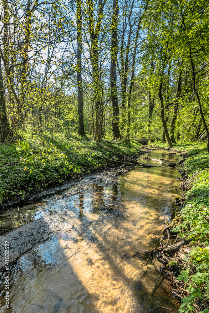 Green forest and river, spring forest landscape Green forest and river, spring forest landscape