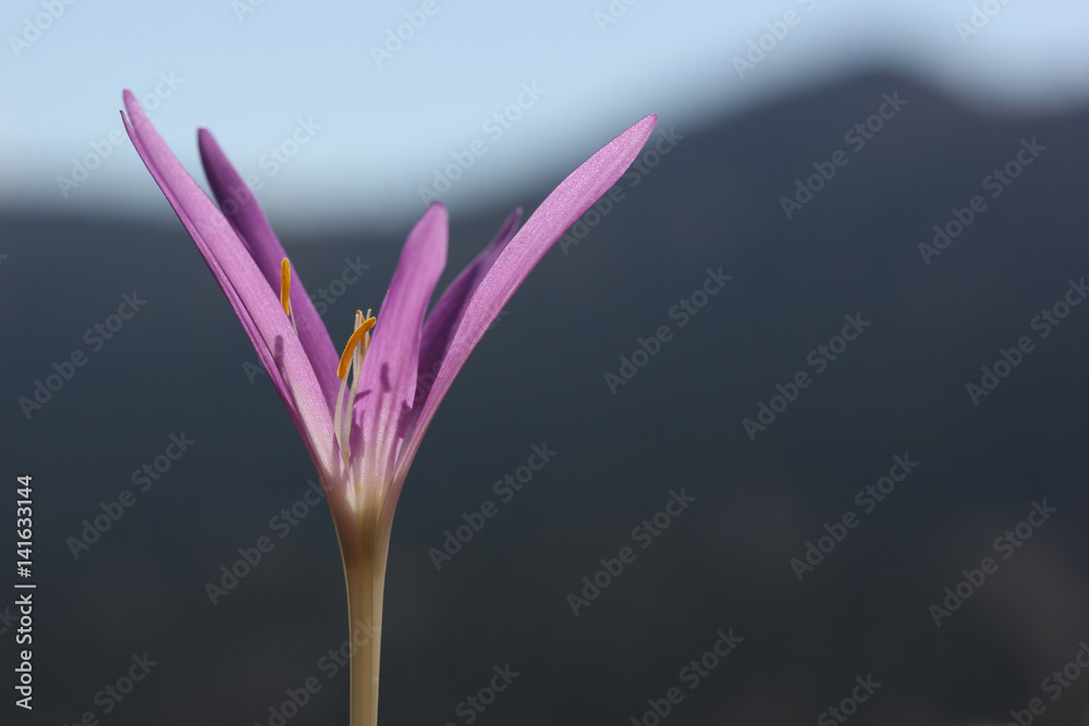 Fototapeta premium Flower