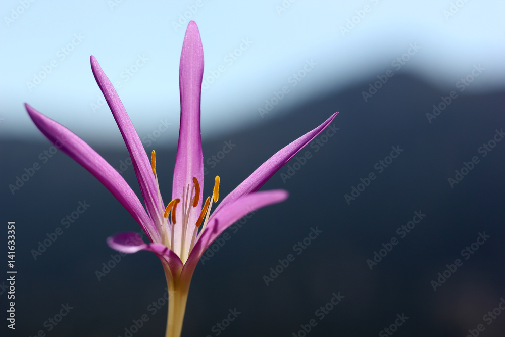 Fototapeta premium Flower