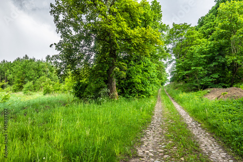 Rural road in the summer countryside scenery of cobblestone path and trees