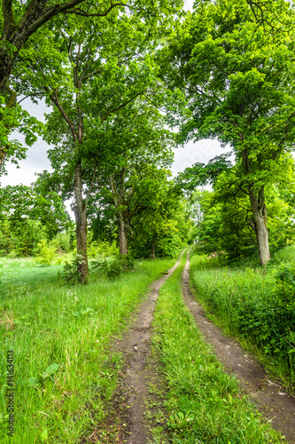Rural path and trees with lush foliage in the summer, landscape