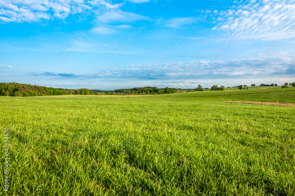Green grass field and blue sky in spring landscape