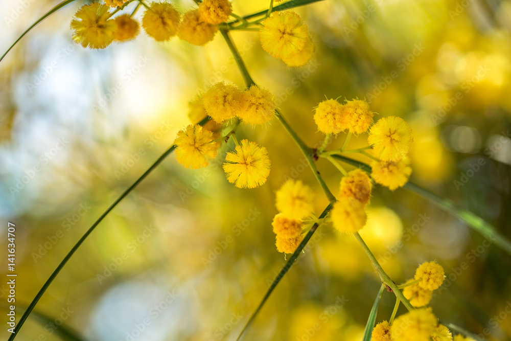 Blooming mimosa branch against the sky. Macro. Background Blooming mimosa branch against the sky. Macro. Background