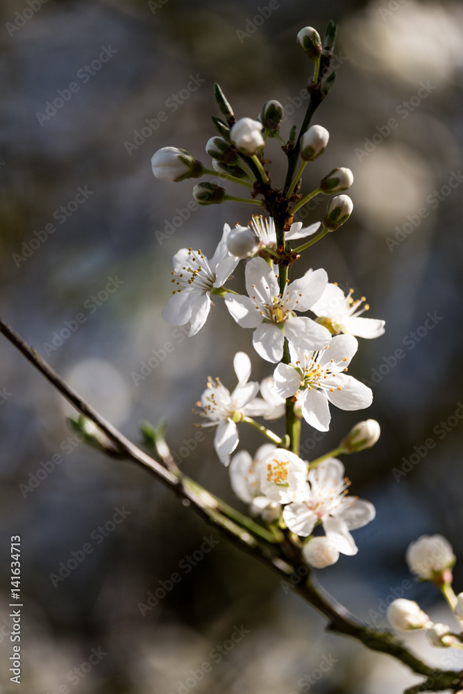 Cluster of White Tree Blossoms - Hawthorn tree Cluster of White Tree Blossoms - Hawthorn tree
