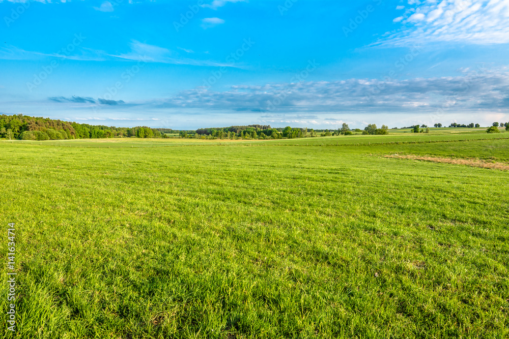 Green field and blue sky, grass in spring, landscape