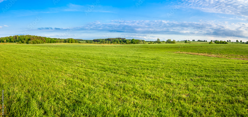 Panorama of meadow with grass in spring countryside scenery