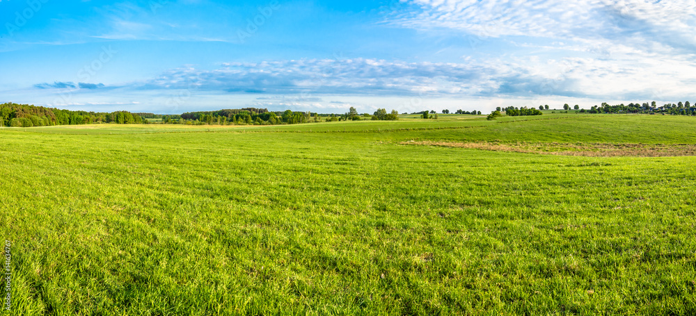 Green field and blue sky, panoramic view of meadow with fresh grass