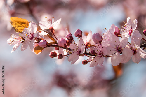 Branches of pink blossom in the sunshine photo