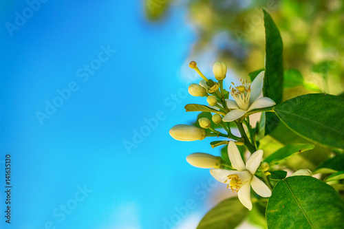 Flowers of an orange tree on a branch against the sky. Space for text photo