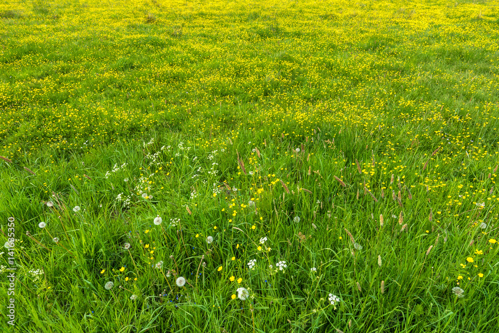 Spring grass, texture with flowers on meadow