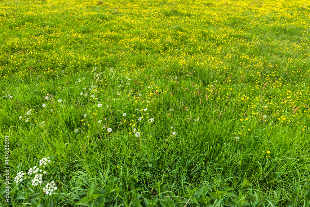 Field of grass with yellow flowers, texture of spring meadow Field of grass with yellow flowers, texture of spring meadow
