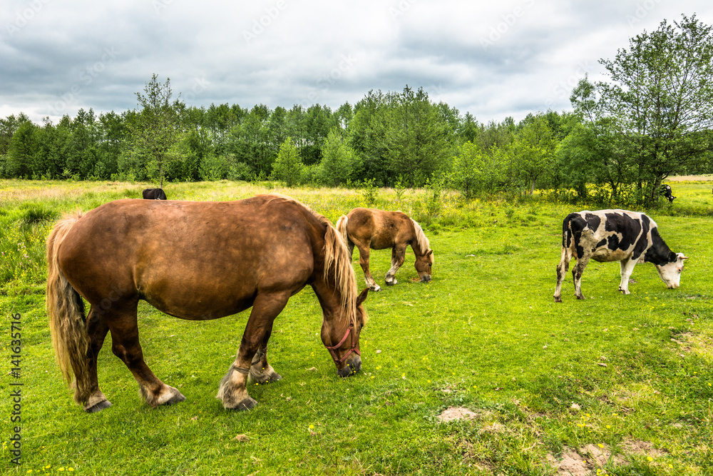 Beautiful horses on green field in spring, countryside scenery Beautiful horses on green field in spring, countryside scenery