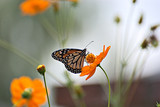 Beautiful butterfly in an orange flower with a colorful background