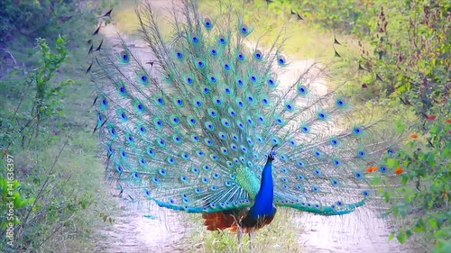 A WILD male Indian Peacock (Pavo cristatus) in breeding condition displays to attract a mate and defend territory in Jim Corbett National Park, Ramnagar, India. AKA Indian or Blue Peafowl. photo