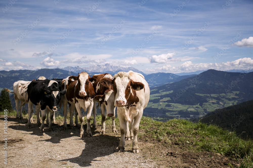 Brown and White flecked Cows in the European Alps Brown and White flecked Cows in the European Alps