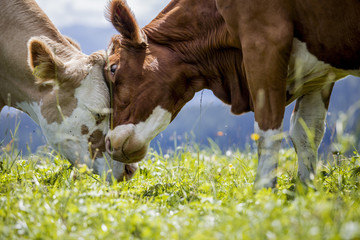 Foto auf Leinwand Kuh Braun-weiß gefleckte Kühe in den europäischen Alpen  © Nailia Schwarz