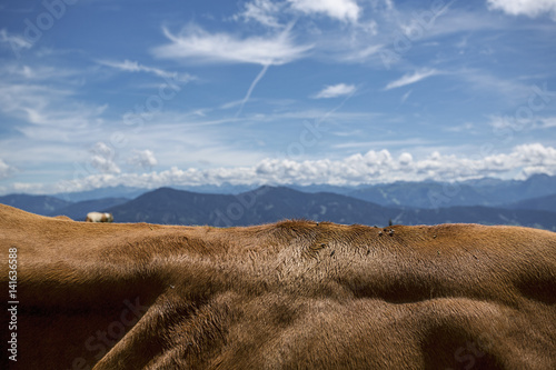 Brown and White flecked Cows in the European Alps photo