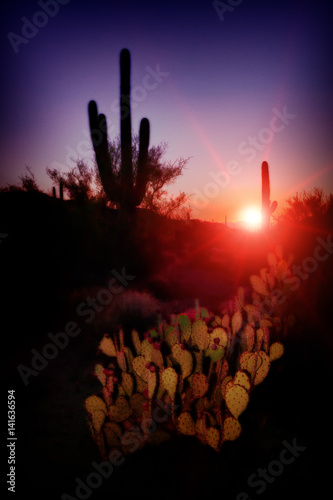 Red Sun on Saguaro Cactus photo