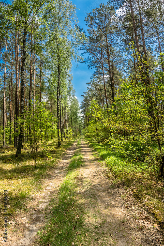 Beautiful forest road at spring landscape Beautiful forest road at spring landscape