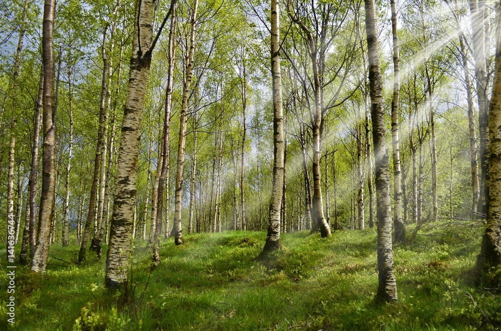 Obraz premium Promienie słoneczne w lesie brzozowym
