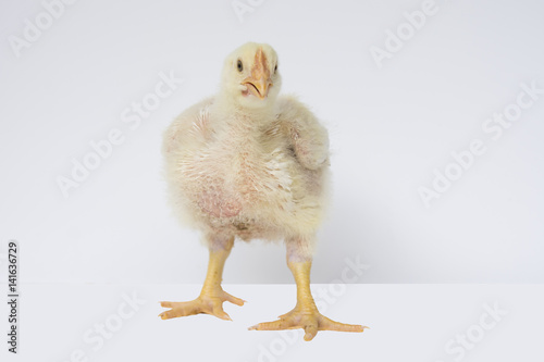 Chicken or young broiler chicken on isolated