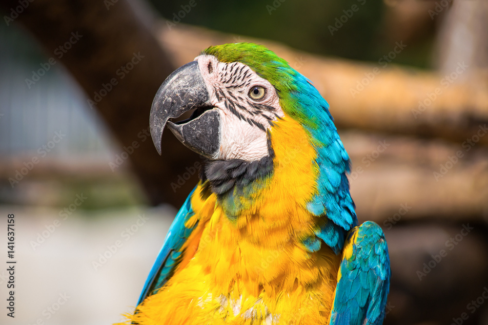 Parrot portrait