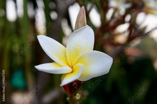 Plumeria Vintage Tone on the plumeria tree photo