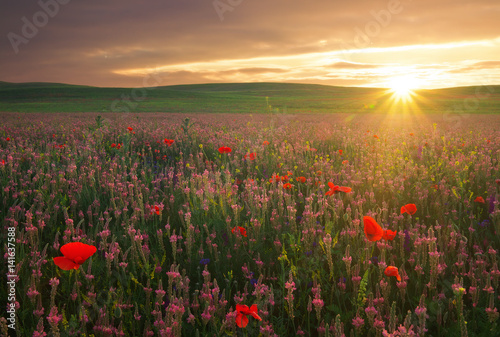 Field with grass  violet flowers and red poppies against the sunset sky