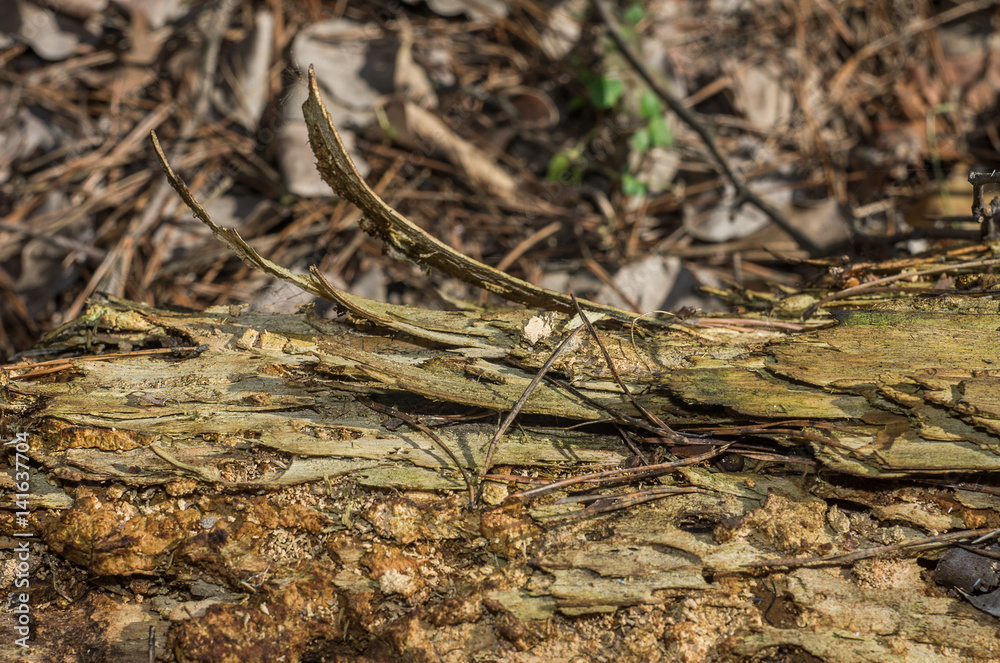 Fototapeta premium Broken tree in the forest
