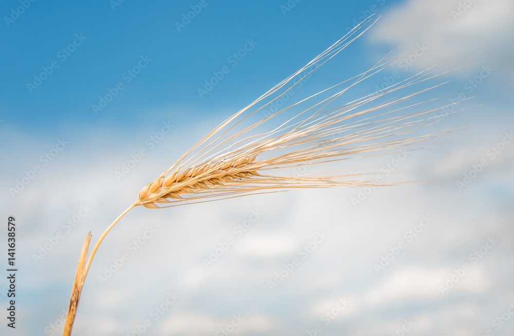 organic golden ripe ears of wheat organic golden ripe ears of wheat