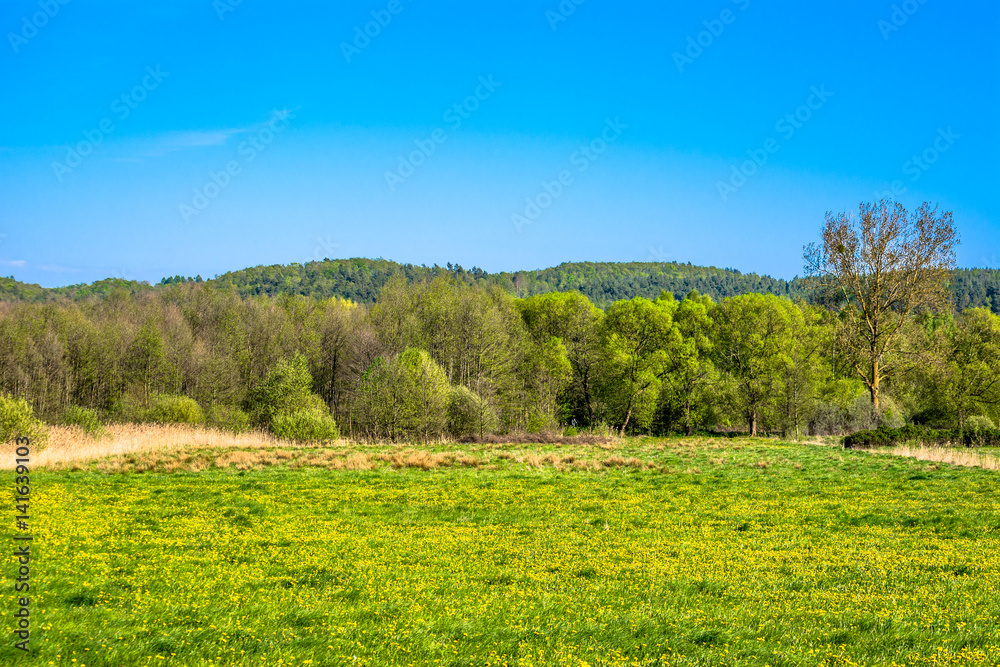 Beautiful spring landscape with blooming dandelions on meadow