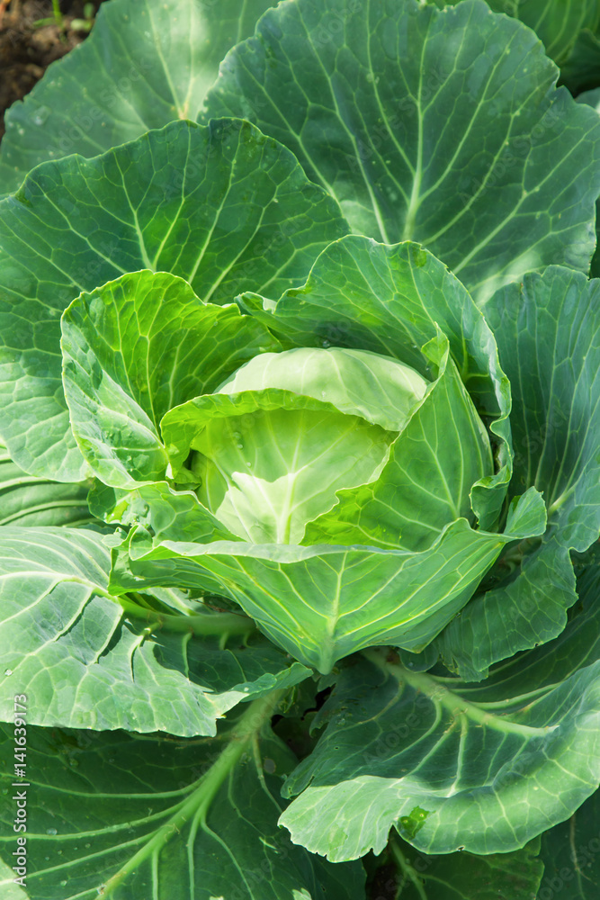 Close-up of fresh cabbage vegetable in field
Close-up of fresh cabbage vegetable in field