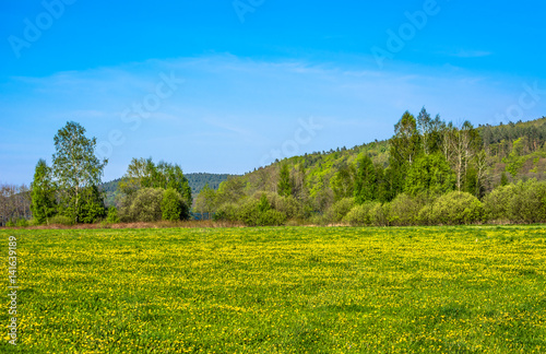 Beautiful spring landscape with blooming dandelions on meadow