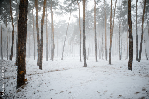 Snowy winter forest with trees