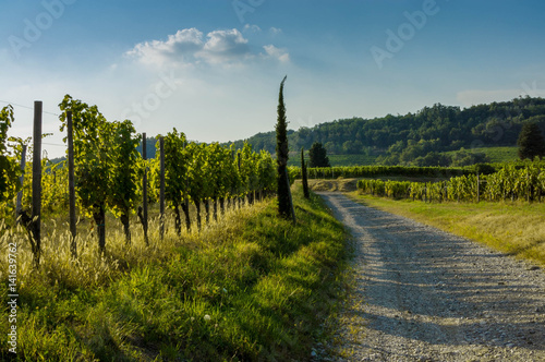 Vineyards in the italian countryside in a sunny summer evening