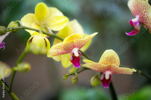 Tropical flowers yellow-pink orchids.