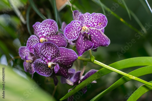 Tropical flowers purple orchids.