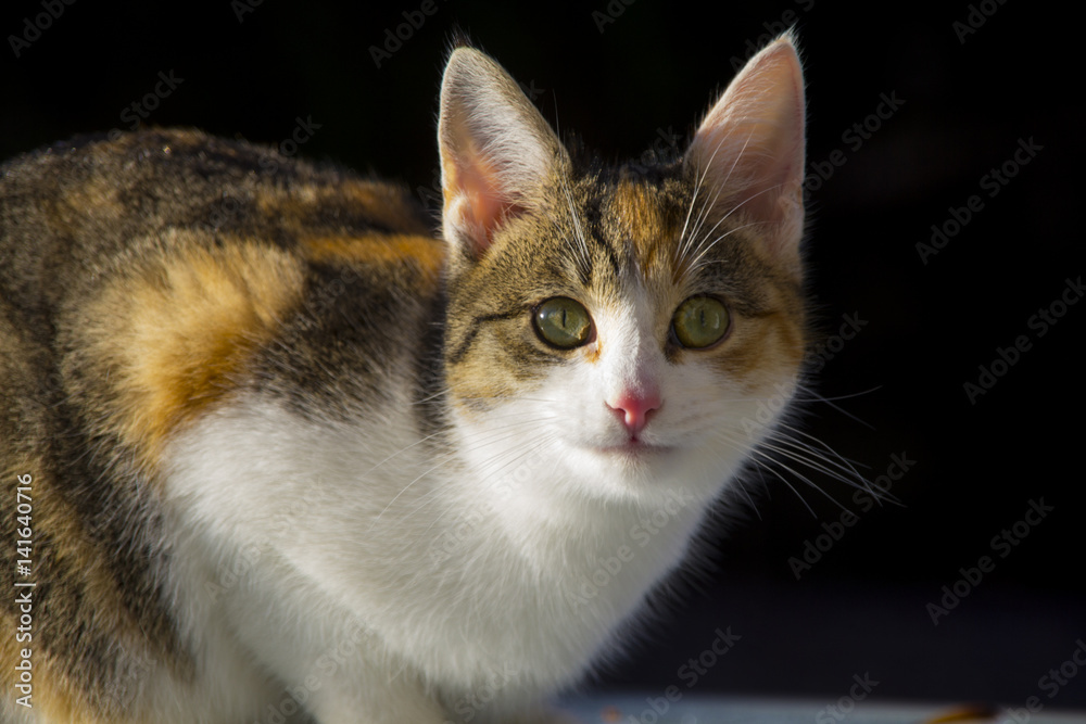 Fototapeta premium Katze beobachtet scharf