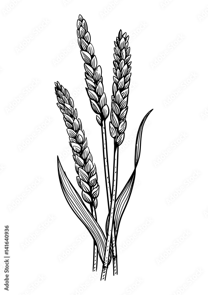 wheat illustration, drawing, engraving, ink, line art, vector