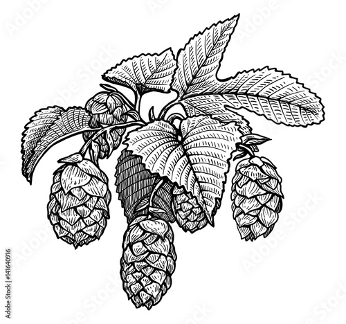 Hop illustration, drawing, engraving, ink, line art, vector