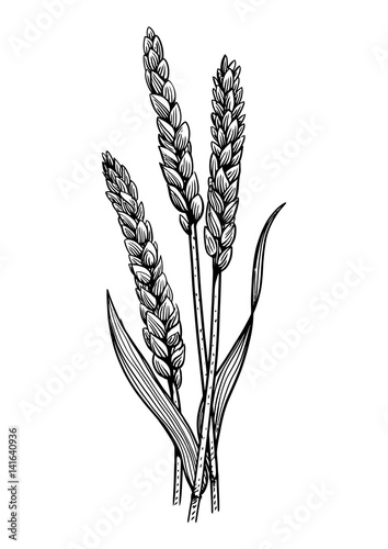 wheat illustration, drawing, engraving, ink, line art, vector photo