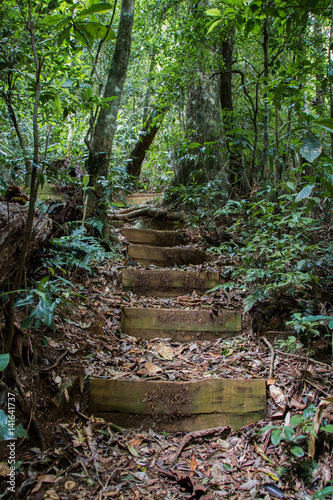 Stairs in the Forest