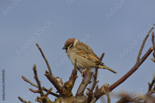 sparrow