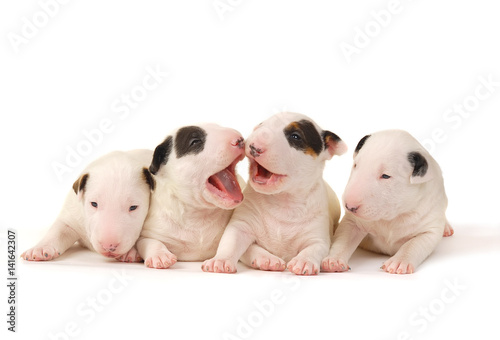 Four Bull Terrier puppies, playing over white background
