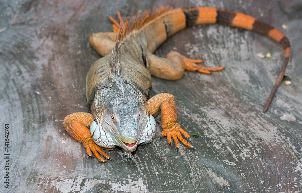 Fototapeta premium Iguana from South America