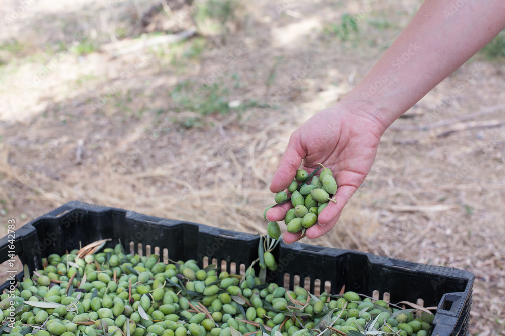 Fototapeta premium Hand sorting out collected green olives at harvest
