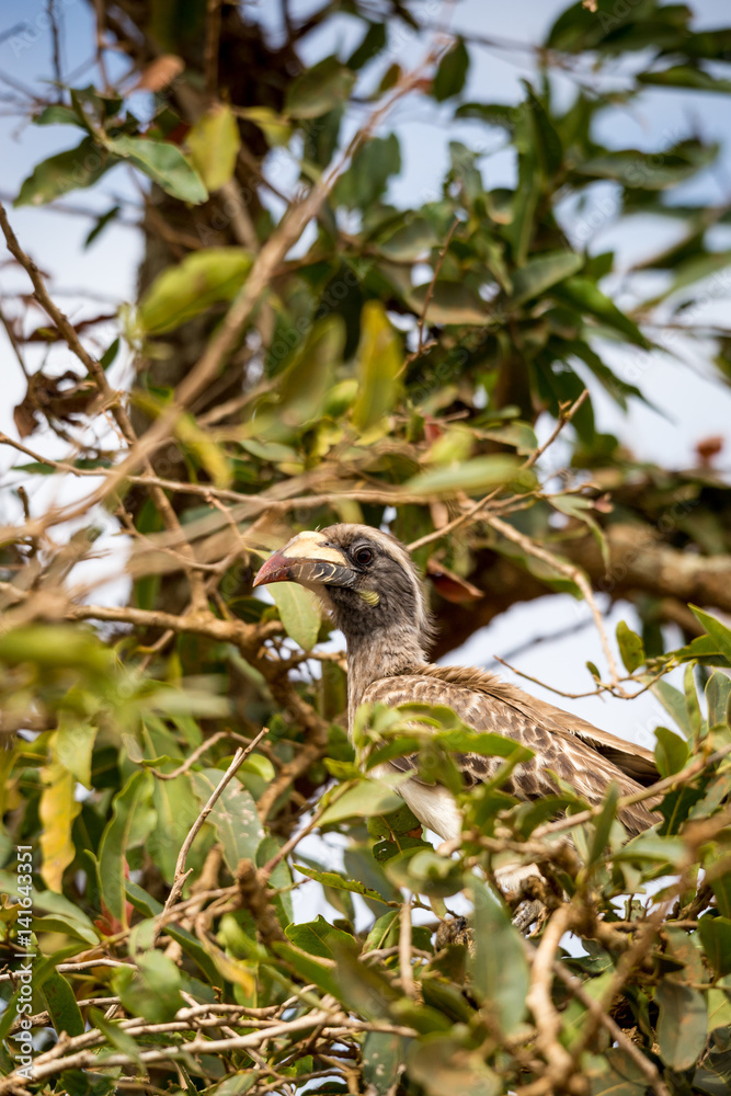 African Grey Hornbill (Tockus nasutus) Sitting on Bush, South Africa, Kruger Park African Grey Hornbill (Tockus nasutus) Sitting on Bush, South Africa, Kruger Park