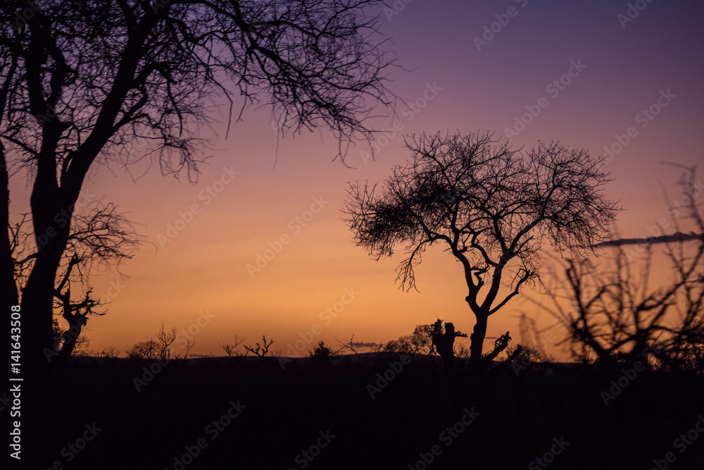 Purple Sunset in behind Trees, South Africa, Africa